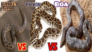 russell viper vs python vs sand boa snake। रसल वाइपरअजगर और सैंड बोआ दोमुंहा सांप को पहचान लिजिए 🐍 [upl. by Kcirtapnhoj]