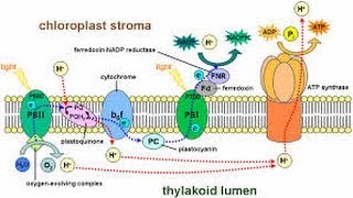 Photophosphorylation part II of photosynthisis [upl. by Madelyn]