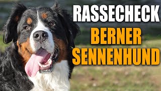 Berner Sennenhund  Rasseportrait Rassebeschreibung Rassecheck Erziehung Gesundheit Charakter [upl. by Einnad]