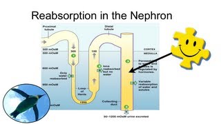 Reabsorption in the Nephron [upl. by Ellecrad]