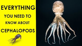 Mysteries of Cephalopods A Beginners Guide [upl. by Diannne]