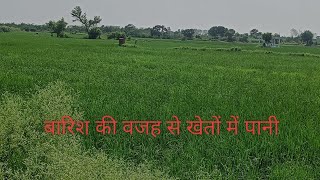 बारिश की वजह से खेतों में ज्यादा पानी youtubevideo rakeshdahiya47 farmer haryana sonipat [upl. by Willetta]