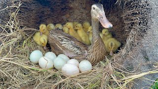 Beautiful Hatchlings  Retrieve Hatched Ducklings [upl. by Eilsil996]