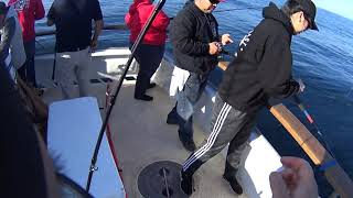 Slow Pitch Jigging for GIANT Chucklehead rockfish at the Channel Islands California [upl. by Aihtibat547]