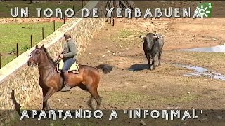 Toros de Yerbabuena enfundar pitones al toro burraco Informal  Toros desde Andalucía [upl. by Elleinod]