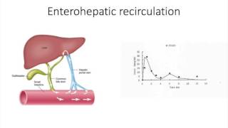 Lecture 92 Biliary excretion [upl. by Einahpetse739]