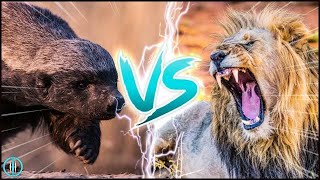 LION VS HONEY BADGER ─ Who Would Win in a Fight [upl. by Korenblat]