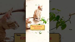 Playful Kittens’ Adventure shorts viralshorts kitten [upl. by Revlis781]