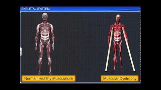 CBSE Class 11 Biology  Skeletal System [upl. by Eden733]