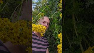 Poisonous Ragwort jacobaea nativeplants gardening permaculture adventure explore nature [upl. by Adore]