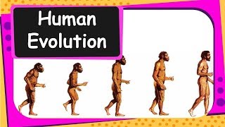 Biology  Human Evolution  Heredity and Evolution  Part 13  English [upl. by Engapmahc38]