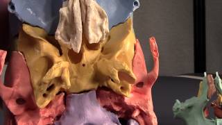 Human Cranial Osteology Part VII The Sphenoid [upl. by Acsisnarf653]