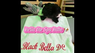 SpaPupBella Who doesn’t ❤️ a SpaDay InfraredSauna Chromotherapy Halotherapy DMVBlackOwnedSpa [upl. by Ludmilla532]