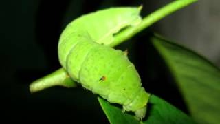 Butterflies life cycle  Tailed jay  Graphium agamemnon Srilanka tailedjay Graphium srilanka [upl. by Akyssej]