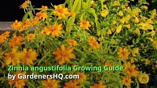 Zinnia angustifolia Growing Guide [upl. by Ariday]