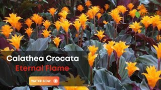 Calathea Crocata Eternal Flame  Care and Growing Guide for Eternal Flame [upl. by Wynny]