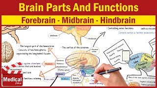 Pharmacology  CNS INTRO  Brain Parts And Functions  Forebrain Midbrain Hindbrain [upl. by Yblehs278]