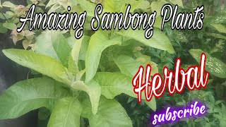 Sambong leaves Benefits [upl. by Anesusa]