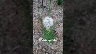 These Liatris Spicata are super fun and beautiful garden nativegarden [upl. by Diva]