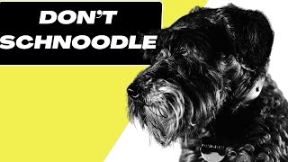 7 Reasons You SHOULD NOT Get a Schnoodle Dog [upl. by Stafani]