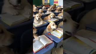 short youtubeshorts ytshortsvideo goldenretriverclub goldenretriever pets [upl. by Catlee]