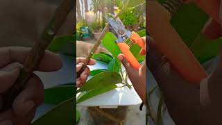 Ficus Elastica cutting  Rubber plant propagation shorts youtubeshorts [upl. by Akinirt]