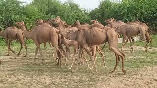 Camels group enjoyingdancing in desert area usage of camels in cultivation mating and economy [upl. by Reich]