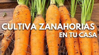 CULTIVA TUS PROPIAS ZANAHORIAS CON MUY POCO ESPACIO Y POCO TIEMPO 100 ORGÁNICAS Y NATURALES [upl. by Norat]