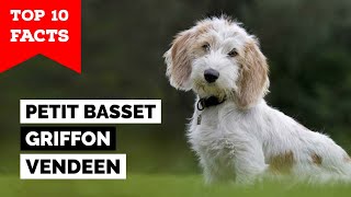 Petit Basset Griffon Vendeen  Top 10 Facts [upl. by Tongue]