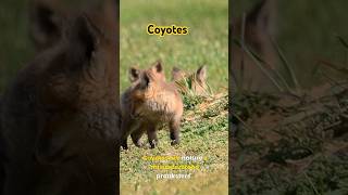 Coyote facts wildlife coyote animals nature [upl. by Ahsieyk703]