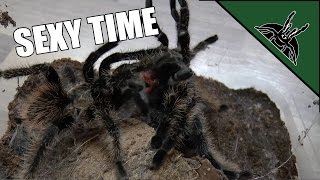 First tarantula mating [upl. by Etnomal879]