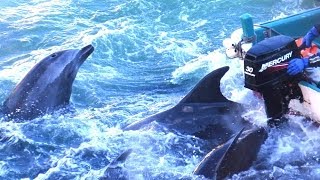 Japanese Dolphin Killing  Are We Hypocrites To Judge [upl. by Martina140]