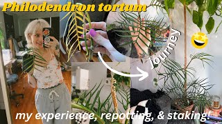 the story of my philodendron tortum 🌿 care tips  repot with me [upl. by Nordine291]