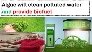 Algae will clean polluted water and provide biofuel ll [upl. by Spiros612]