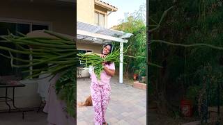 Moringa Harvest in USA  home backyard  tamilshorts [upl. by Dlorej]