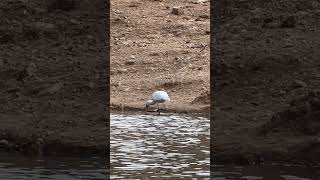 African Spoonbill fishing [upl. by Lillian]