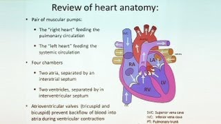 Follow Your Heart Anatomy of the Cardiovascular System Part II [upl. by Nosidda]