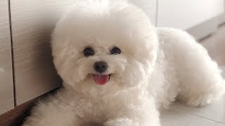 Cute Bichon Frise Puppies Videos Compilation – Cute And Funny Bichon Frise Moments 3 [upl. by Blane]