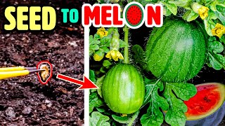 Growing Watermelon Plant Time Lapse  Seed to Fruit 110 Days [upl. by Nylak964]