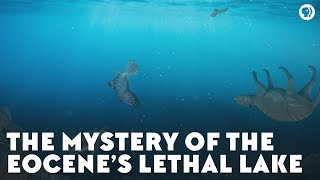 The Mystery of the Eocene’s Lethal Lake [upl. by Olim]