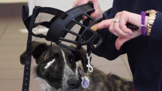 How to Acclimate Your Dog to a Muzzle [upl. by Hooke]