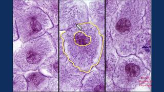 Histology  Mitosis Whitefish Blastula [upl. by Atirahs]