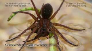 Dolomedes plantarius  the Fen raft spider [upl. by Aisilef]