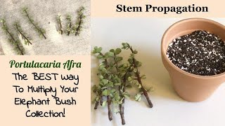 Portulacaria Afra Stem Propagation  5Week Update [upl. by Squires]