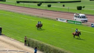 Avenches  14092024  COURSE PLATE CHEVAUX « FRANCHES MONTAGNES » MONTÉS A CRU [upl. by Alien257]