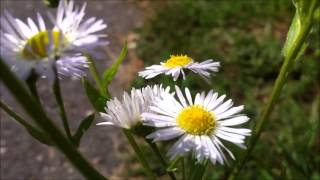 Annual fleabane Erigeron annuus  20130806 [upl. by Elysia]