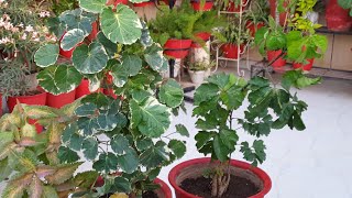 How to Grow and Care Aralia Plant in Summer  Fun Gardening [upl. by Izawa]