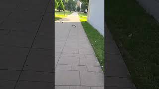 Rabbits in Steglitz [upl. by Wylde563]