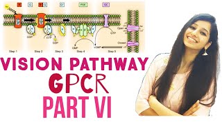 Vision pathwayGPCR signaling part 6Cell SignalingCsirnetgateIITJAMdbticmrICARLife Science [upl. by Washburn]