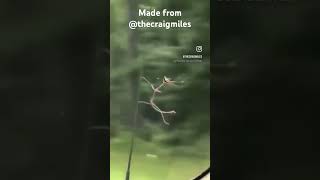 Stick bug screaming toad [upl. by Einahpts]